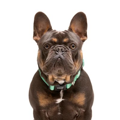 Dukier Collier Mint pour chien