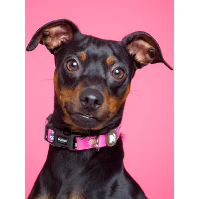 Dukier Collier Dogtella pour chien