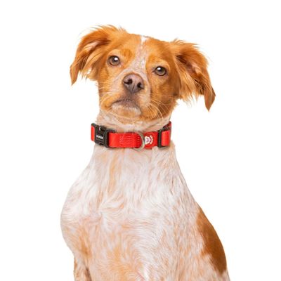 Dukier Collier Red pour chien