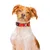 Dukier Collier Red pour chien