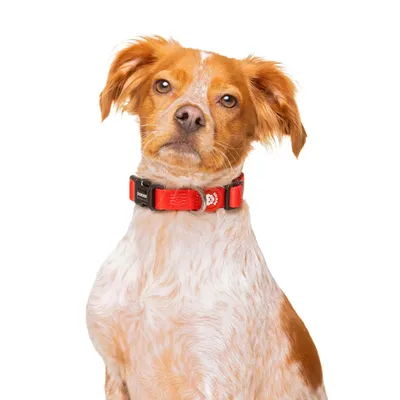 Dukier Collier Red pour chien