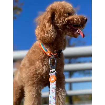 Dukier Collier Unicorns