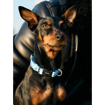 Dukier Collier Penguins