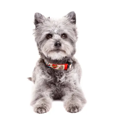 Dukier Collier Tattoo