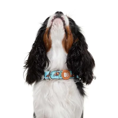 Dukier Collier Turtle