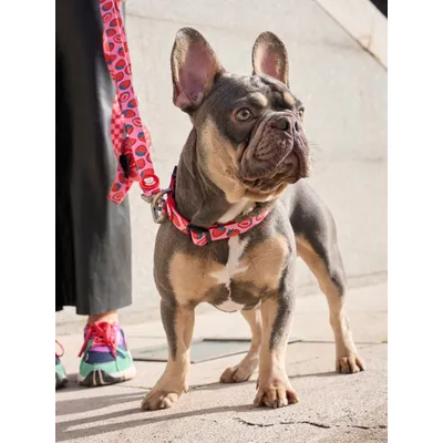 Dukier Collier Berry Love pour chien
