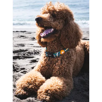 Dukier Collier Beer pour chien