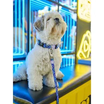 Dukier Collier Dukigochis