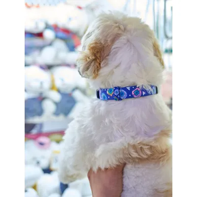 Dukier Collier Dukigochis