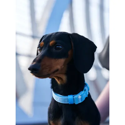 Dukier Collier Soft Blue