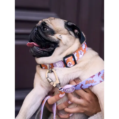 Dukier Collier Booh! pour chien Dukier Collier Booh! pour chien
