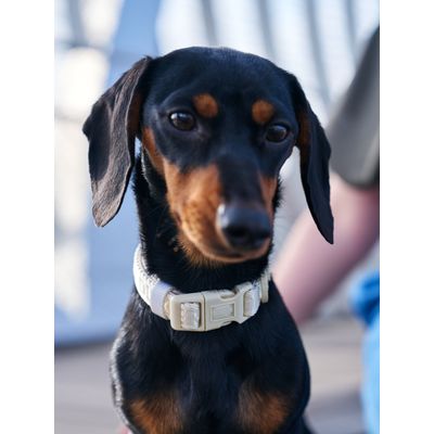 Dukier Collier Beige (Essentials) pour chien