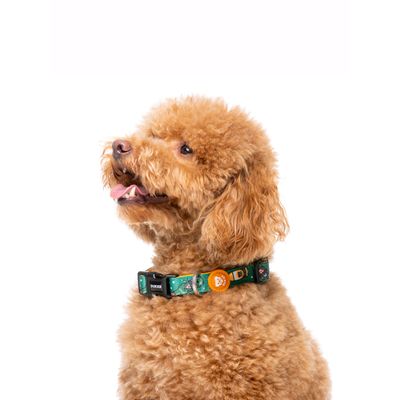 Dukier Collier Beer pour chien