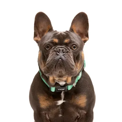 Dukier Collier Mint pour chien
