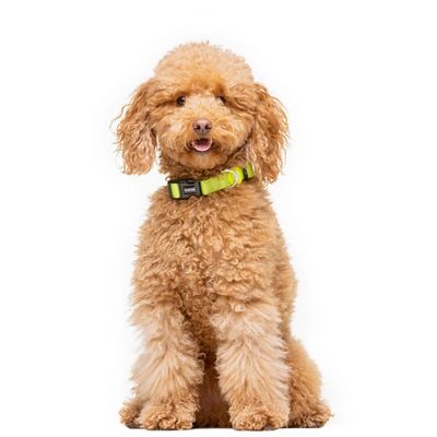 Dukier Collier Lime pour chien