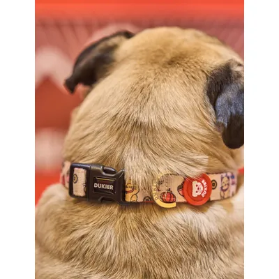 Dukier Collier Asian pour chien