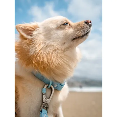 Dukier Collier  Waterproof