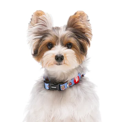 Dukier Collier Churros pour chien