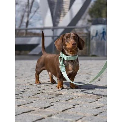 Dukier Collier Soft Green