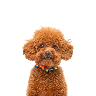 Dukier Collier Unicorns