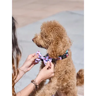 Dukier Collier Gummy Bears