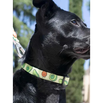 Dukier Collier Avocado pour chien