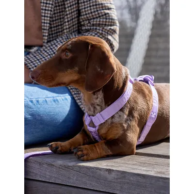 Dukier Harnais Classique Violet (Essentials)