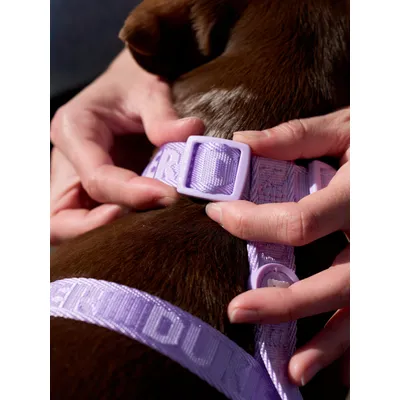 Dukier Harnais Classique Violet (Essentials)