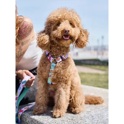 Dukier Harnais Classique Gummy Bears