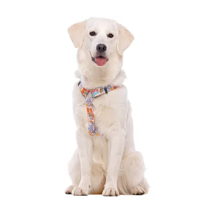 Dukier Harnais Classique Stickers