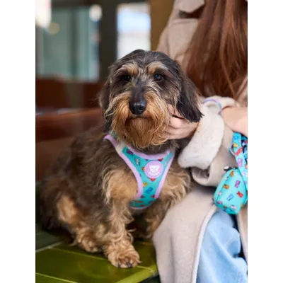 Dukier Harnais Body Gummy Bears