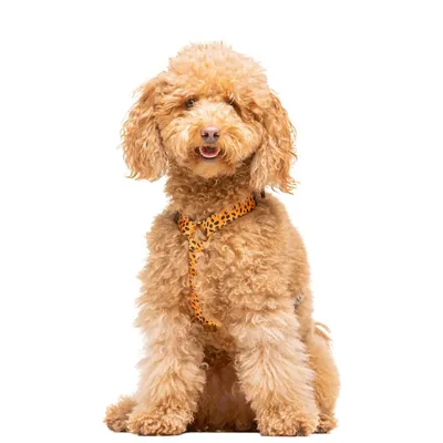 Dukier Harnais Classique Cheetah