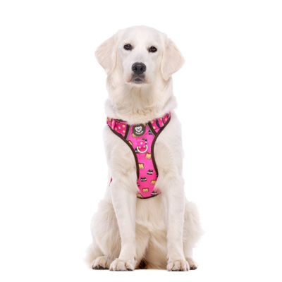 Dukier Harnais Trail  Dogtella pour chien