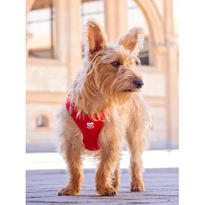 Dukier Harnais Body Red