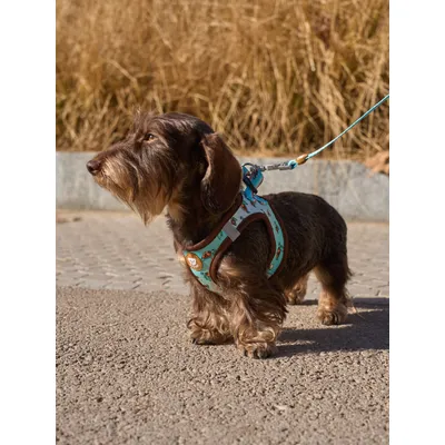 Dukier Harnais Body Turtle