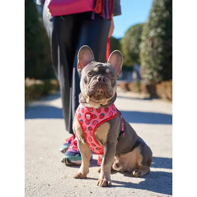 Dukier Harnais Réversible Berry Love