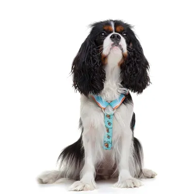 Dukier Harnais Classique Turtle