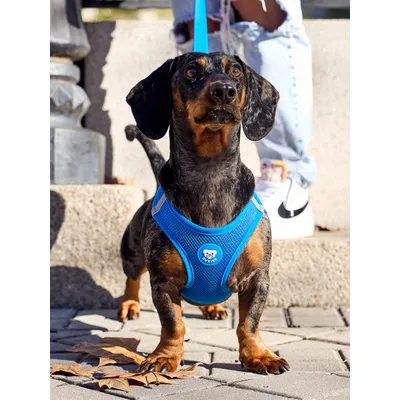 Dukier Harnais Body Blue