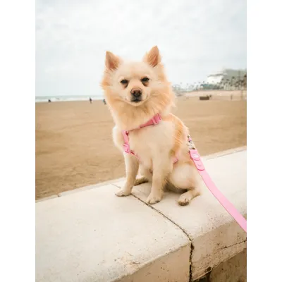 Dukier Harnais Waterproof Pink