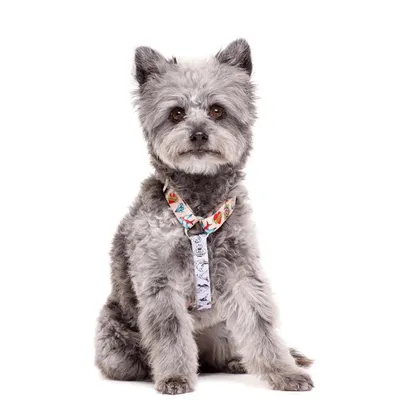 Dukier Harnais Classique Tattoo