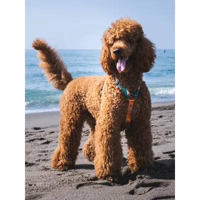 Dukier Harnais Classique Beer