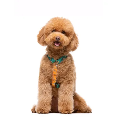 Dukier Harnais Classique Beer