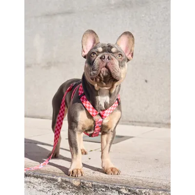 Dukier Harnais Classique Berry Love