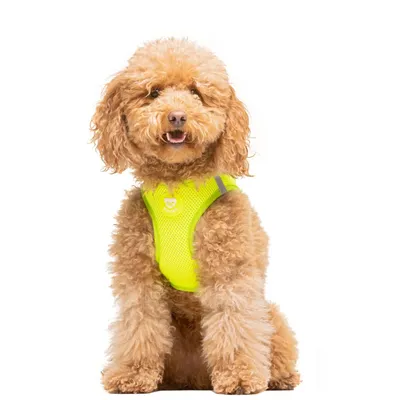 Dukier Harnais Body Lime