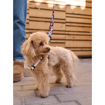 Dukier Harnais Classique Pink Galaxy