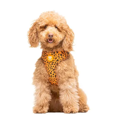 Dukier Harnais Réglable Cheetah