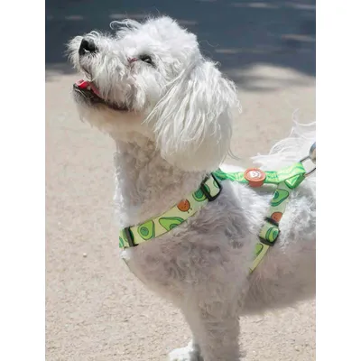 Dukier Harnais Classique Avocado