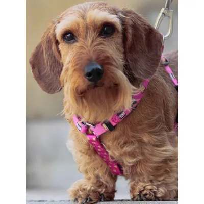 Dukier Harnais Classique Dogtella