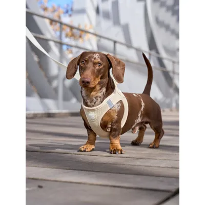 Dukier Harnais Body Beige (Essentials)