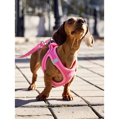 Dukier Harnais Body Pink